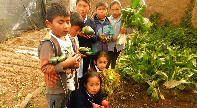 bolivia_huerto escolar cosecha.jpg